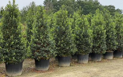 ilex aquifolium "nelly stevens"